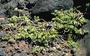 Euphorbiaceae - Euphorbia degeneri 