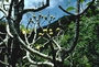 Euphorbiaceae - Euphorbia haeleeleana 