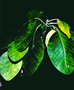 Euphorbiaceae - Euphorbia haeleeleana 