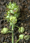 Euphorbiaceae - Macaranga tanarius 
