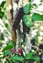 Fabaceae - Canavalia galeata 