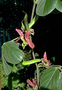 Fabaceae - Canavalia napaliensis 