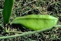 Fabaceae - Canavalia sericea 