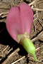 Fabaceae - Canavalia sericea 