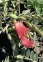 Fabaceae - Sesbania tomentosa 