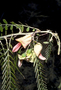 Fabaceae - Sesbania tomentosa 