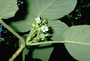 Gesneriaceae - Cyrtandra cordifolia 