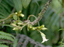 Gesneriaceae - Cyrtandra grayana 