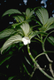 Gesneriaceae - Cyrtandra hashimotoi 