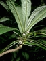 Gesneriaceae - Cyrtandra hawaiensis 