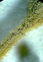 Gesneriaceae - Cyrtandra laxiflora 