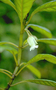 Gesneriaceae - Cyrtandra lessoniana 