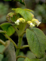 Gesneriaceae - Cyrtandra platyphylla 