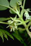 Gesneriaceae - Cyrtandra propinqua 