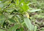 Goodeniaceae - Scaevola mollis 
