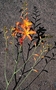 Iridaceae - Crocosmia x crocosmiiflora 