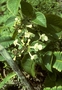 Lamiaceae - Phyllostegia grandiflora 
