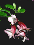Lamiaceae - Stenogyne calaminthoides 
