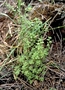 Lamiaceae - Stenogyne microphylla 