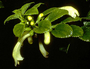 Lamiaceae - Stenogyne kamehamehae 