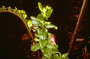 Lamiaceae - Stenogyne sessilis 