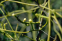 Lauraceae - Cassytha filiformis 
