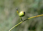 Lauraceae - Cassytha filiformis 