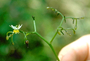 Asphodelaceae - Dianella sandwicensis 