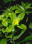 Loganiaceae - Geniostoma waiolani 
