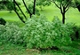Malvaceae - Abutilon eremitopetalum 