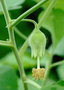 Malvaceae - Abutilon eremitopetalum 