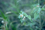 Malvaceae - Abutilon incanum (pelotazo)