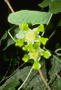 Malvaceae - Abutilon sandwicense 