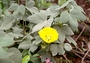 Malvaceae - Gossypium tomentosum 