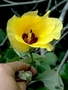 Malvaceae - Hibiscus tiliaceus 
