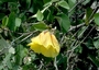 Malvaceae - Hibiscus tiliaceus 