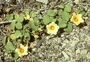 Malvaceae - Sida fallax 
