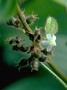 Melastomataceae - Miconia crenata 
