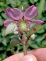 Melastomataceae - Heterotis rotundifolia 