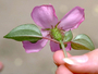 Melastomataceae - Heterotis rotundifolia 
