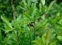 Primulaceae - Ardisia elliptica 