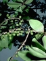 Primulaceae - Myrsine lessertiana 
