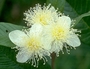 Myrtaceae - Psidium guajava 'Jiminez' 