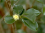 Myrtaceae - Psidium cattleyanum 
