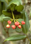Myrtaceae - Syzygium sandwicense 