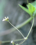 Nyctaginaceae - Boerhavia acutifolia 