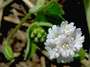 Nyctaginaceae - Boerhavia repens 