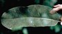 Nyctaginaceae - Rockia sandwicensis 