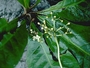 Nyctaginaceae - Ceodes umbellifera 