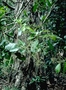 Nyctaginaceae - Ceodes brunoniana 
